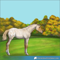 Horse Color:Gray Palomino Roan Dun Blanket Rabicano 