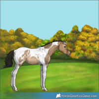 Horse Color:Gray Bay Dun Tobiano Blanket Rabicano Brindle 