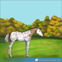 Horse Color:Bay Dun Splash Appaloosa Rabicano 
