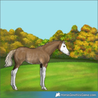 Horse Color:Gray Chocolate Palomino Dun Splash Appaloosa Rabicano 