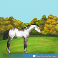 Horse Color:Brown Dun Frame Blanket