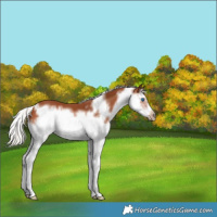 Horse Color:Silver Bay Splash Frame