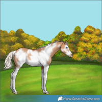 Horse Color:Silver Bay Dun Splash Frame Rabicano