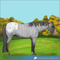 Horse Color:Blue Roan Splash Appaloosa 