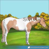 Horse Color:Gold Champagne Tobiano Rabicano