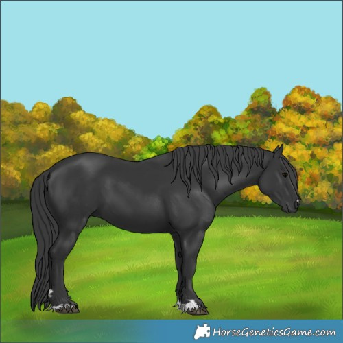 Horse Color:Black 