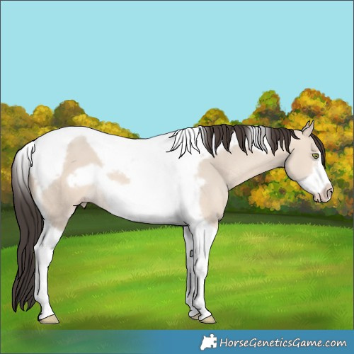 Horse Color:Sable Champagne Dun Tobiano Frame 