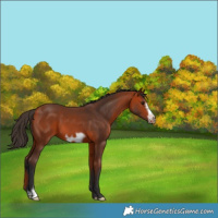 Horse Color:Bay Frame