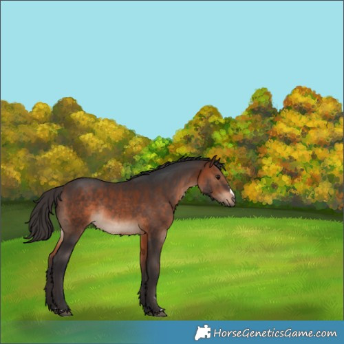 Horse Color:Bay Rabicano 