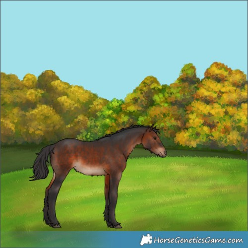 Horse Color:Brown Rabicano 