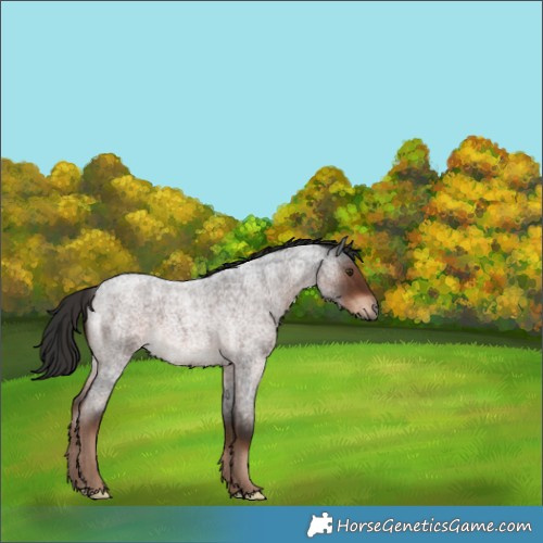 Horse Color:Liver Red Roan 