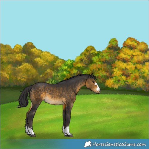 Horse Color:Buckskin Rabicano 