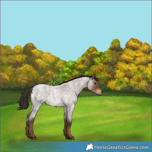 Horse Color:Liver Red Roan 