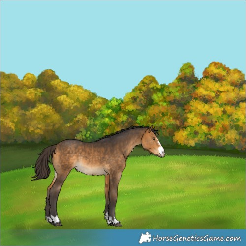 Horse Color:Buckskin Rabicano 
