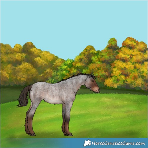 Horse Color:Liver Red Roan Rabicano 