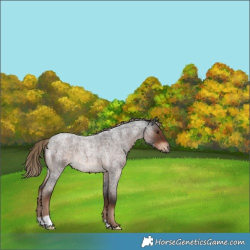 Horse Color:Liver Red Roan Rabicano 
