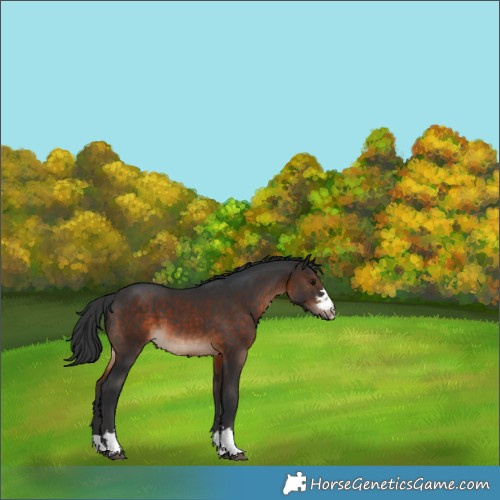 Horse Color:Brown 