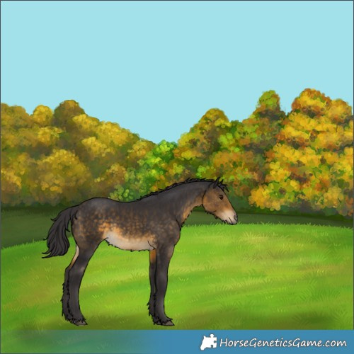 Horse Color:Buckskin Rabicano 