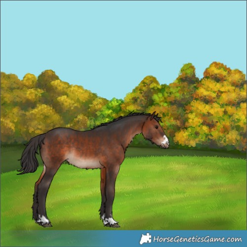 Horse Color:Brown Rabicano 