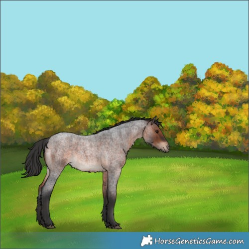 Horse Color:Brown Roan Rabicano 