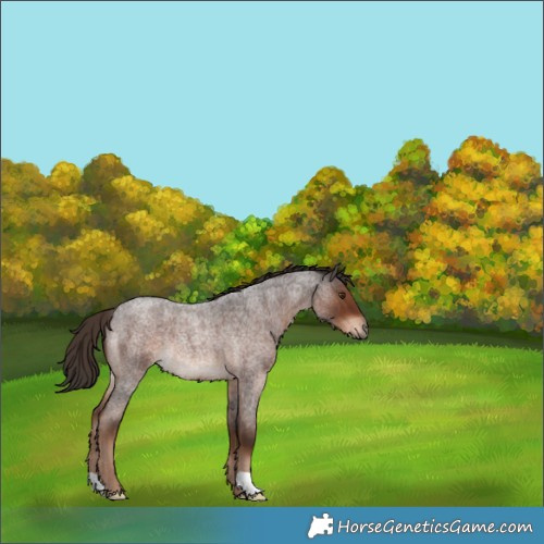 Horse Color:Liver Red Roan Rabicano 