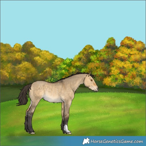 Horse Color:Buckskin Dun Rabicano 