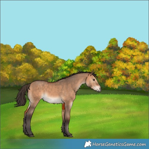Horse Color:Bay Dun Rabicano 