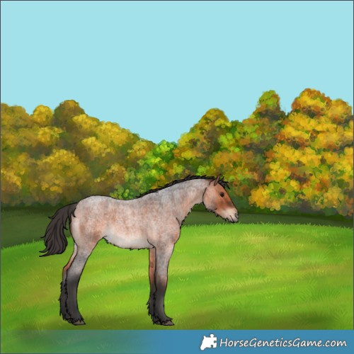 Horse Color:Bay Roan Rabicano 