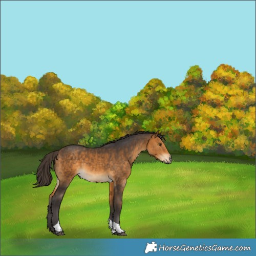 Horse Color:Buckskin Tobiano Rabicano 