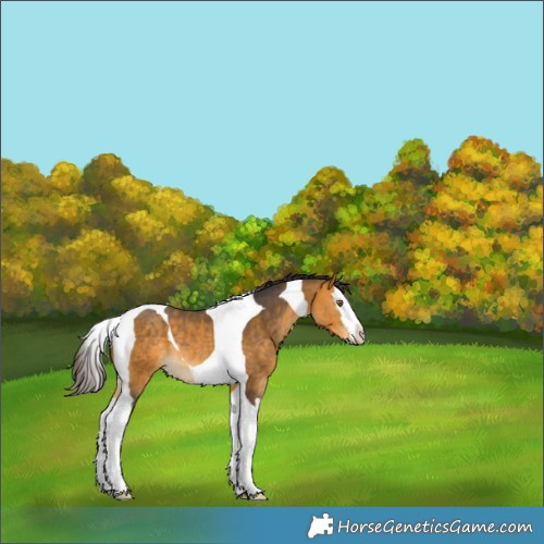 Horse Color:Buckskin Splash Tobiano Rabicano 