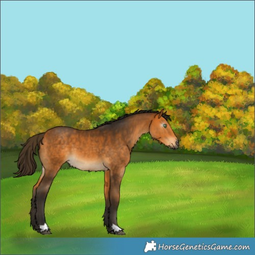 Horse Color:Gray Buckskin 
