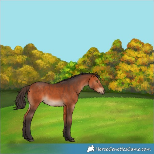 Horse Color:Bay Rabicano 