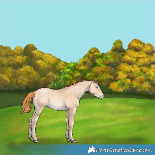 Horse Color:Buckskin Pearl 