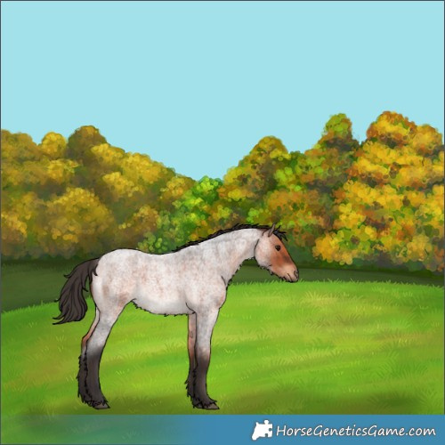 Horse Color:Bay Roan 