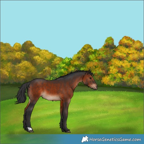 Horse Color:Brown 