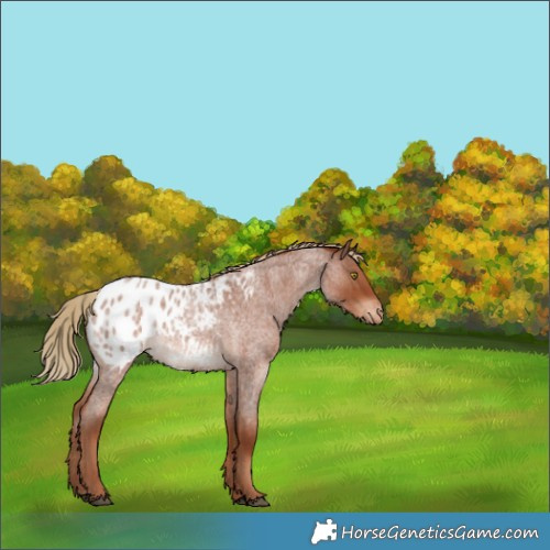 Horse Color:Red Roan Blanket 