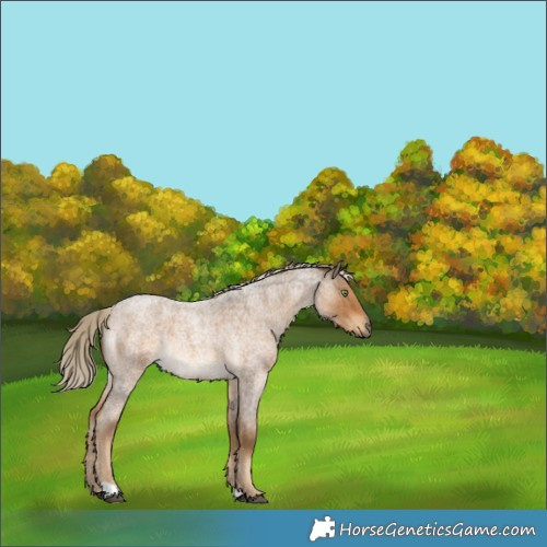 Horse Color:Chocolate Palomino Roan Rabicano 