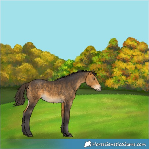 Horse Color:Buckskin Rabicano 