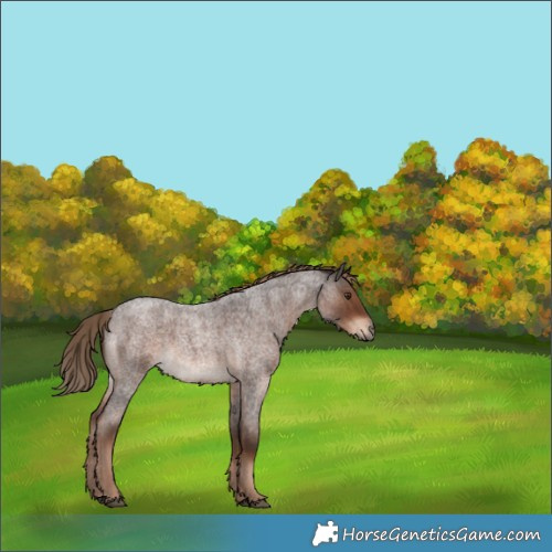 Horse Color:Liver Red Roan Rabicano 