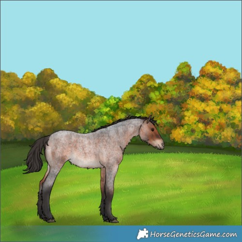 Horse Color:Brown Roan Rabicano 