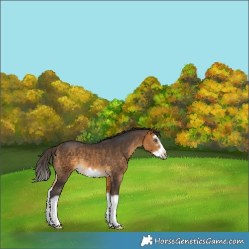 Horse Color:Buckskin Splash Frame Rabicano 