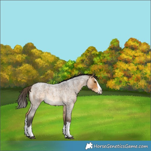 Horse Color:Buckskin Roan Splash Rabicano 