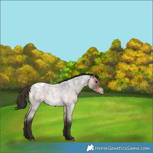 Horse Color:Bay Roan Appaloosa 