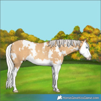 Horse Color:White Spotted Silver Sable Cream Champagne Splash Rabicano