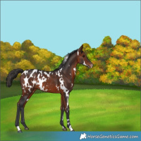 Horse Color:White Spotted Bay Appaloosa Rabicano