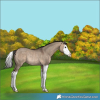Horse Color:Bay Dun Splash Rabicano 