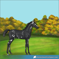 Horse Color:White Spotted Black