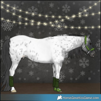 Horse Color:Blue Roan Tobiano Appaloosa 