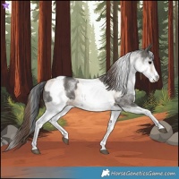 Horse Color:White Spotted Grullo Rabicano  and White Spotted Classic Champagne Dun Rabicano 