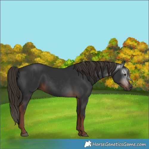 Horse Color:Gray White Spotted Liver Chestnut 
